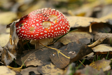 Autumn scene: toadstool covered with leafs