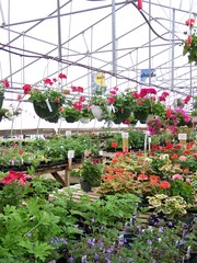 Spring Greenhouse