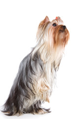 Yorkshire terrier on white background