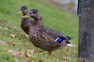 Enten am Teich