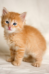 Small kitten on white background