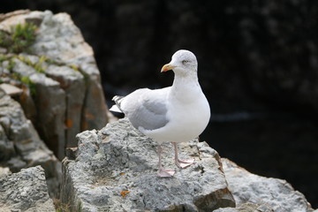MOUETTE POINTE DE DINAN