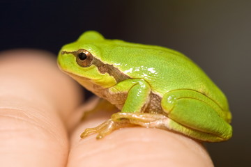 Obraz premium Small green frog sitting on man's hand