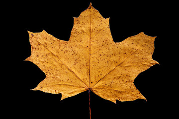 Maple leaf isolated on black backroung