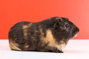 Side view of black guinea pig sitting over red background