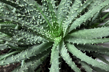 Fototapeta premium Aloe Vera