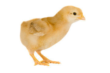 Yellow little chicken a over white background