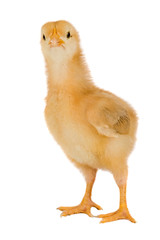 Obraz premium Yellow little chicken a over white background