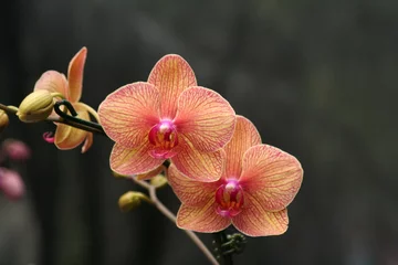 Wandcirkels Orchidee Beautiful orchids  © The Josh