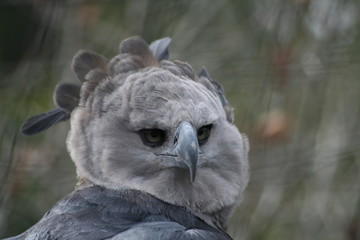 Big grey bird