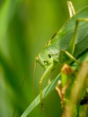 Locust sitting on leave. A grasshopper.