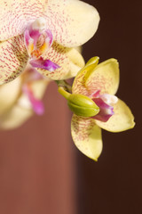 orchidee