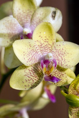 orchidee