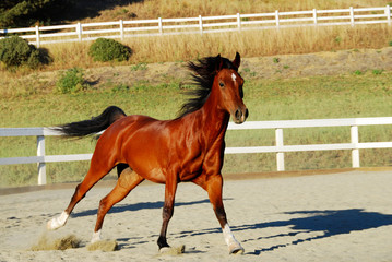 Horse running without rider on dirt