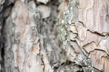 Baumrinde einer Pinie