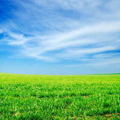meadow covered by a grass and a flowers