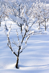 fruit orchard in winter covered in snow