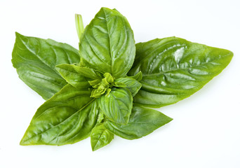 Basil