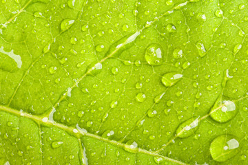 Green leaf with water droplets macro