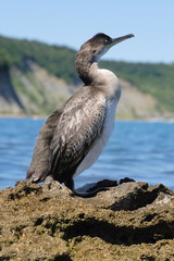 The Cormorant