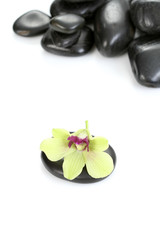 black pebbles with yellow orchid isolated on white
