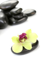 Obraz na płótnie Canvas black pebbles with yellow orchid isolated on white