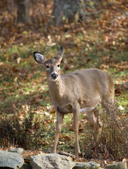 whitetail female on a forest edge in the fall