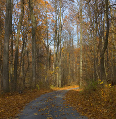 Obraz premium back road in Virginia during the middle of autumn