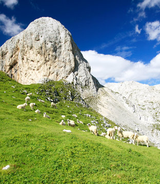 The Sheeps in Julian Alps