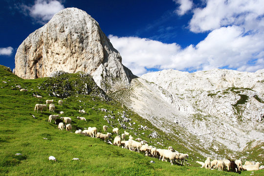 The Sheeps in Julian Alps