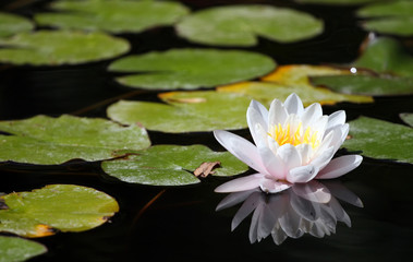 Water-lily