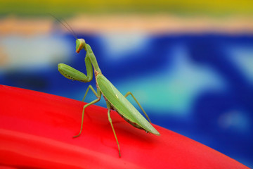 Praying Mantis waiting to strike against red and blue background