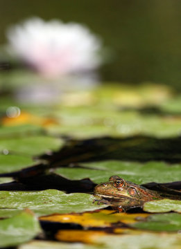 Water Lily with Frog