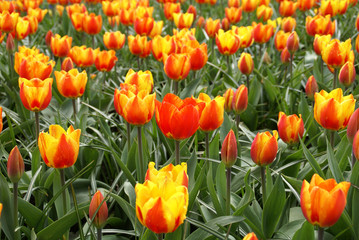 Tulpen aus KL