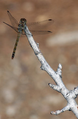 Dragonfly on branch
