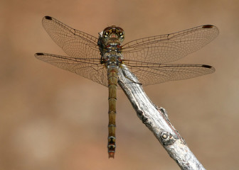 Dragonfly on branch
