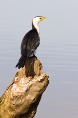 A Little Pied Cormorant perched on knarled tree stump