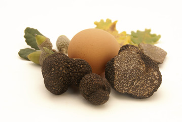 Truffes,oeuf et glands de chêne