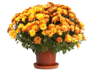 A pot of orange chrysanthemums isolated on white background