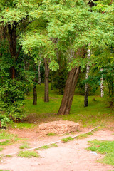 Summer park background for your design