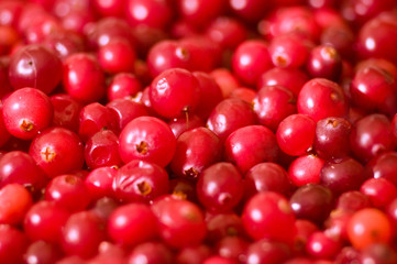 fresh red autumn cranberry background
