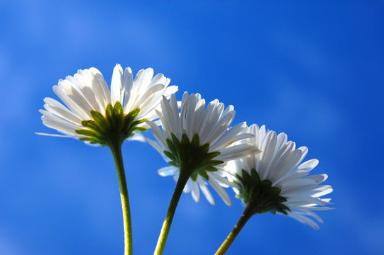 daisy from below under blue sky in summer