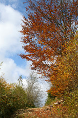 The road through the autumnal forest
