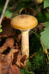 Mushrooms honey agaric