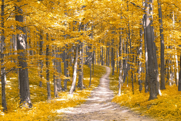 nature. forest with yellow leaves in autumn
