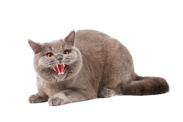 Angry cat