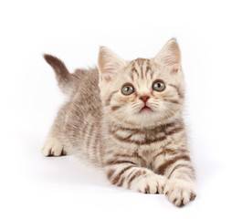 Cute kitten