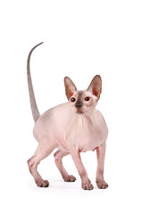 Sphynx cat