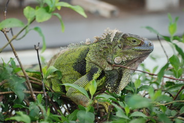 iguane
