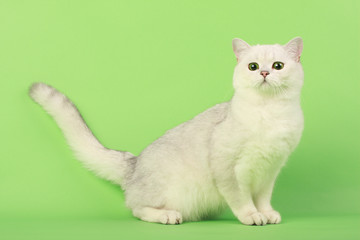 Funny white cat